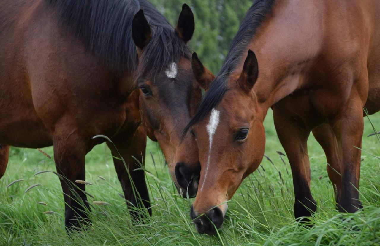 Ferme De La Forterie Verlinghem Ngoại thất bức ảnh